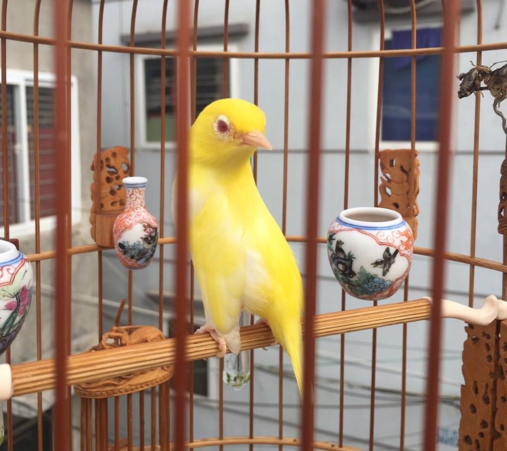 Những đồ dùng không thể thiếu khi nuôi chim cảnh | Pet Mart