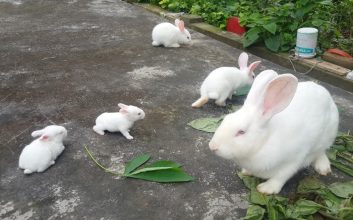 kỹ thuật nuôi thỏ