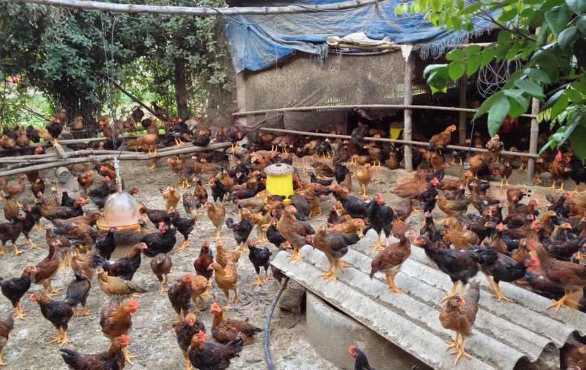 Mô hình chăn nuôi gà bán công nghiệp trên đệm lót sinh học