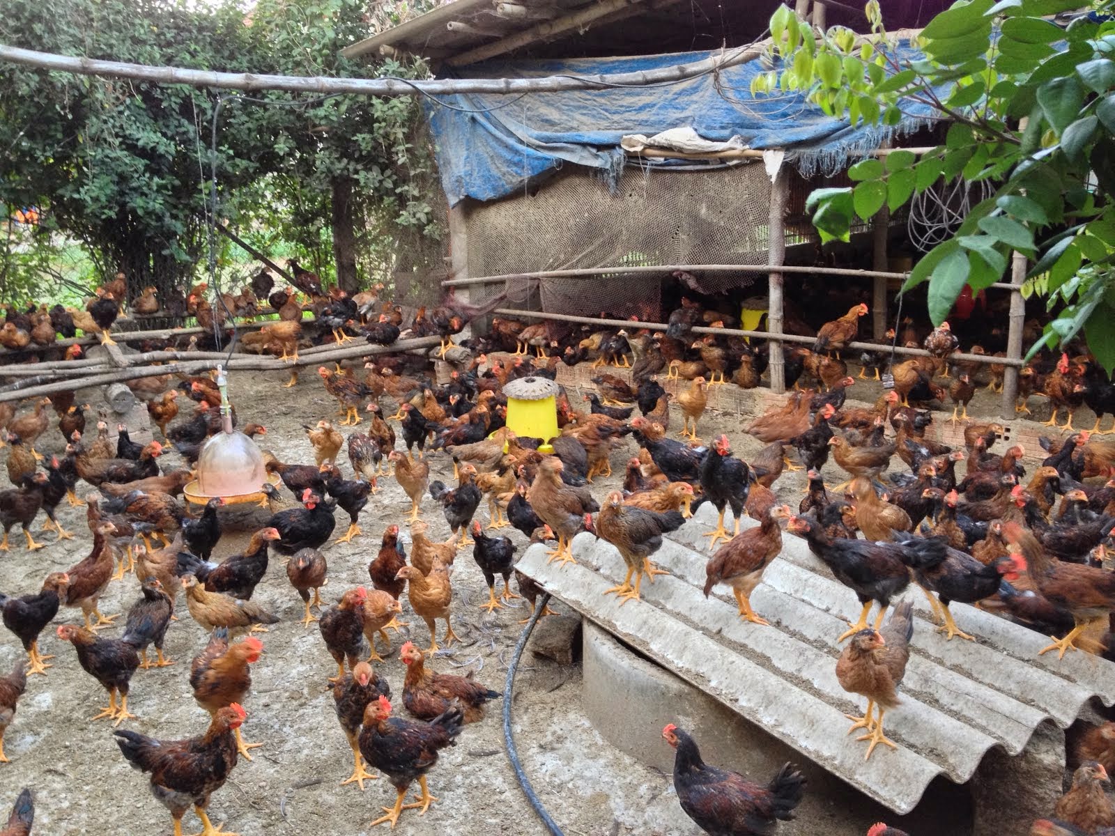 Tại sao gà đẻ nuôi nhốt trong lồng thường mệt mỏi còi xương  VietDVM   Trang thông tin kiến thức Chăn nuôi UY TÍN
