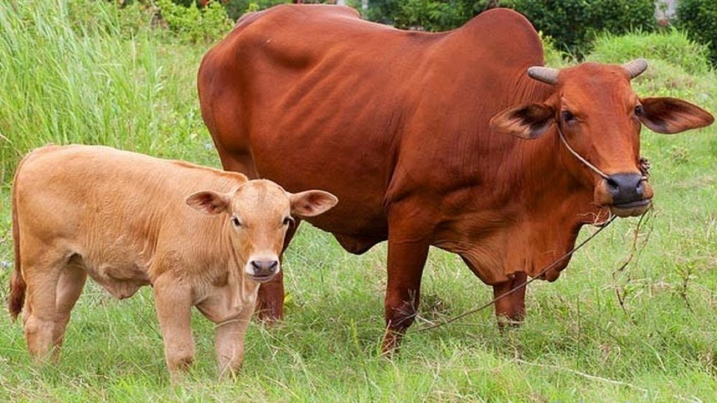 Hiệu quả từ một mô hình chăn nuôi bò cái sinh sản luân chuyển  Cổng thông  tin điện tử Sở Nông nghiệp Tỉnh Đắk Lắk