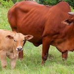 kỹ thuật nuôi bò sinh sản