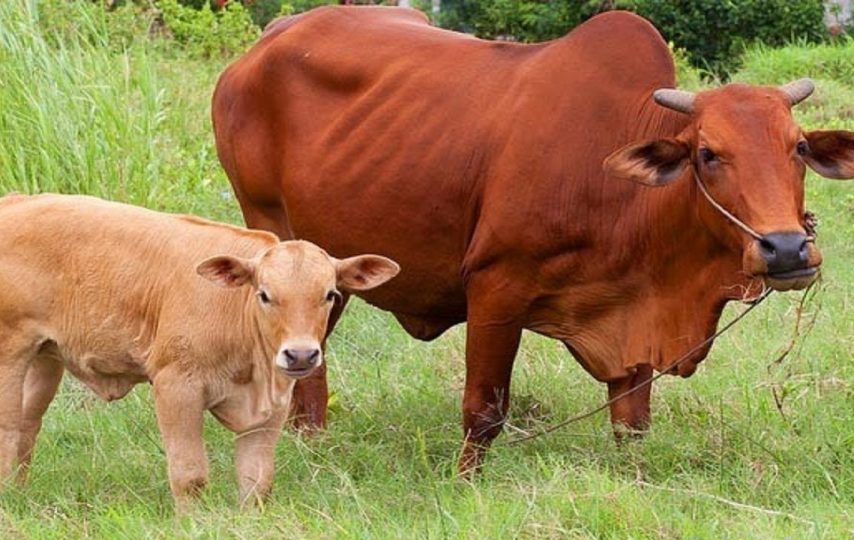 kỹ thuật nuôi bò sinh sản