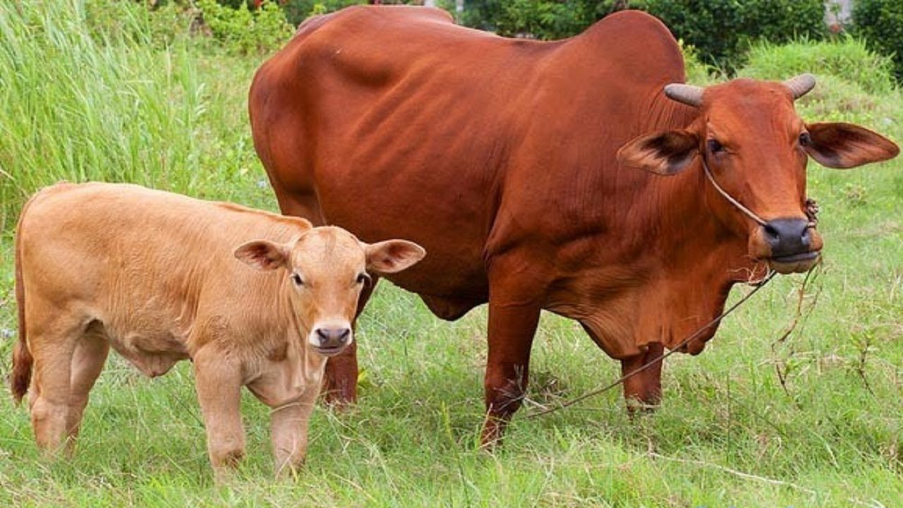 Kỹ thuật nuôi bò sinh sản mô hình nuôi bò đẻ thành công  YouTube