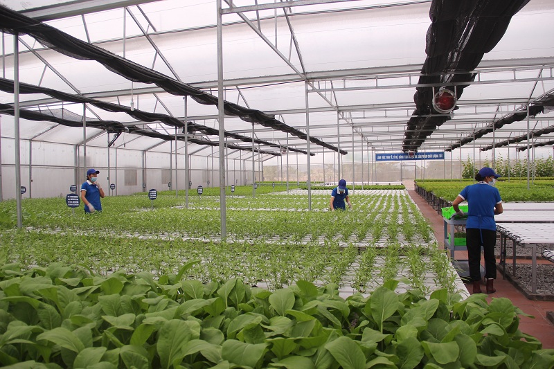 Bình Thuận nhân rộng mô hình trồng rau thủy canh công nghệ cao   baotintucvn