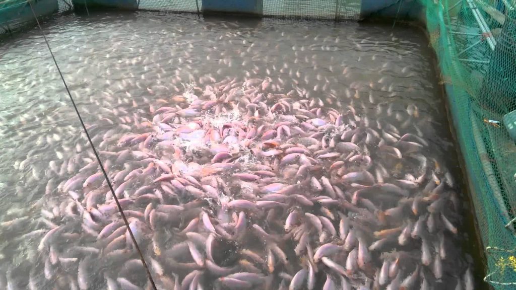 kỹ thuật nuôi cá diêu hồng 