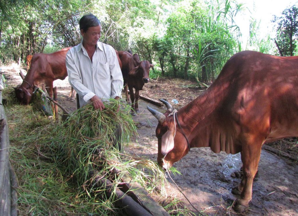 kỹ thuật nuôi bò sinh sản 