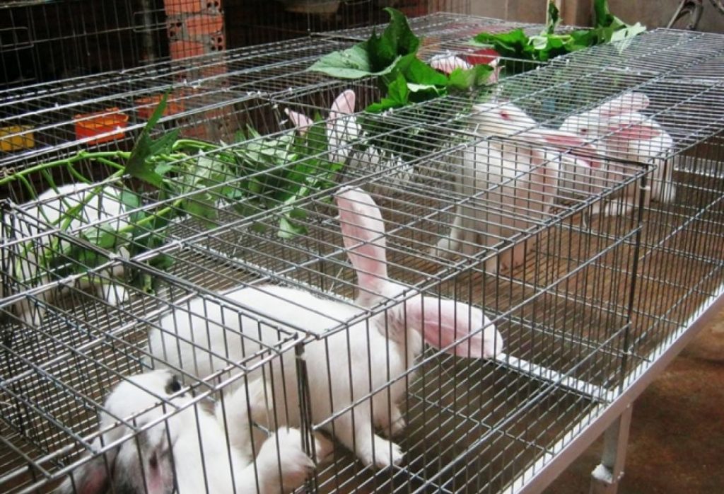 kỹ thuật nuôi thỏ 