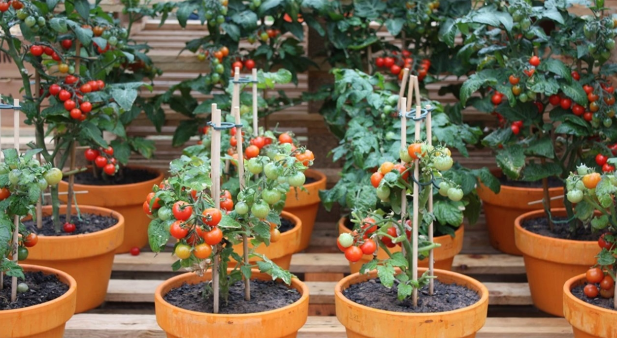 Thời gian trồng cà chua