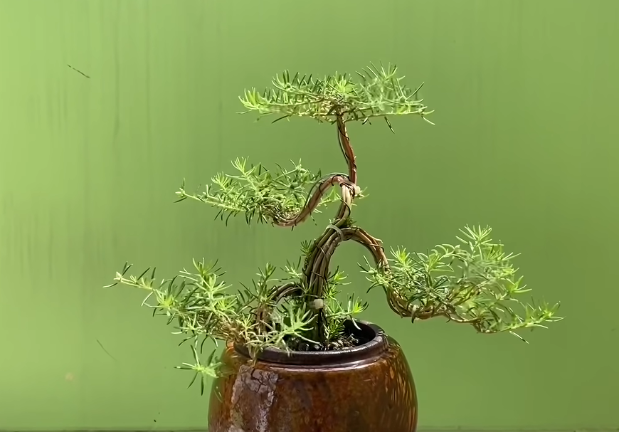 Hoa mười giờ bonsai 1 tháng