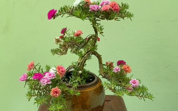 Hoa mười giờ bonsai 2 tháng