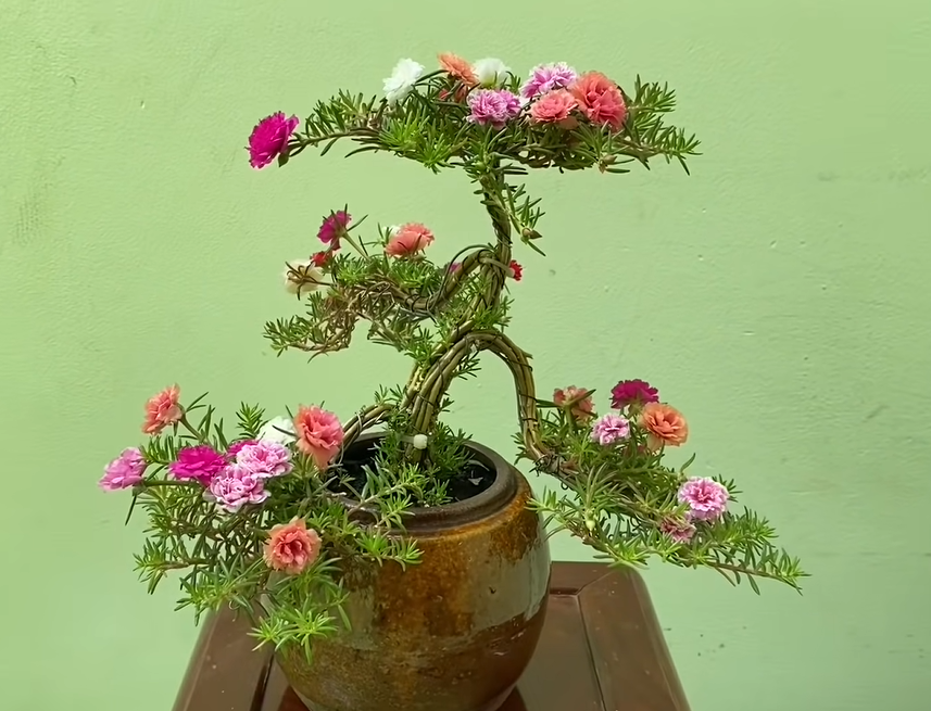 Hoa mười giờ bonsai 2 tháng