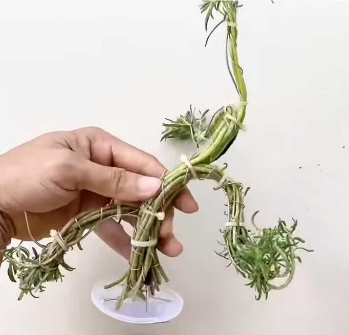 Tạo hình bonsai