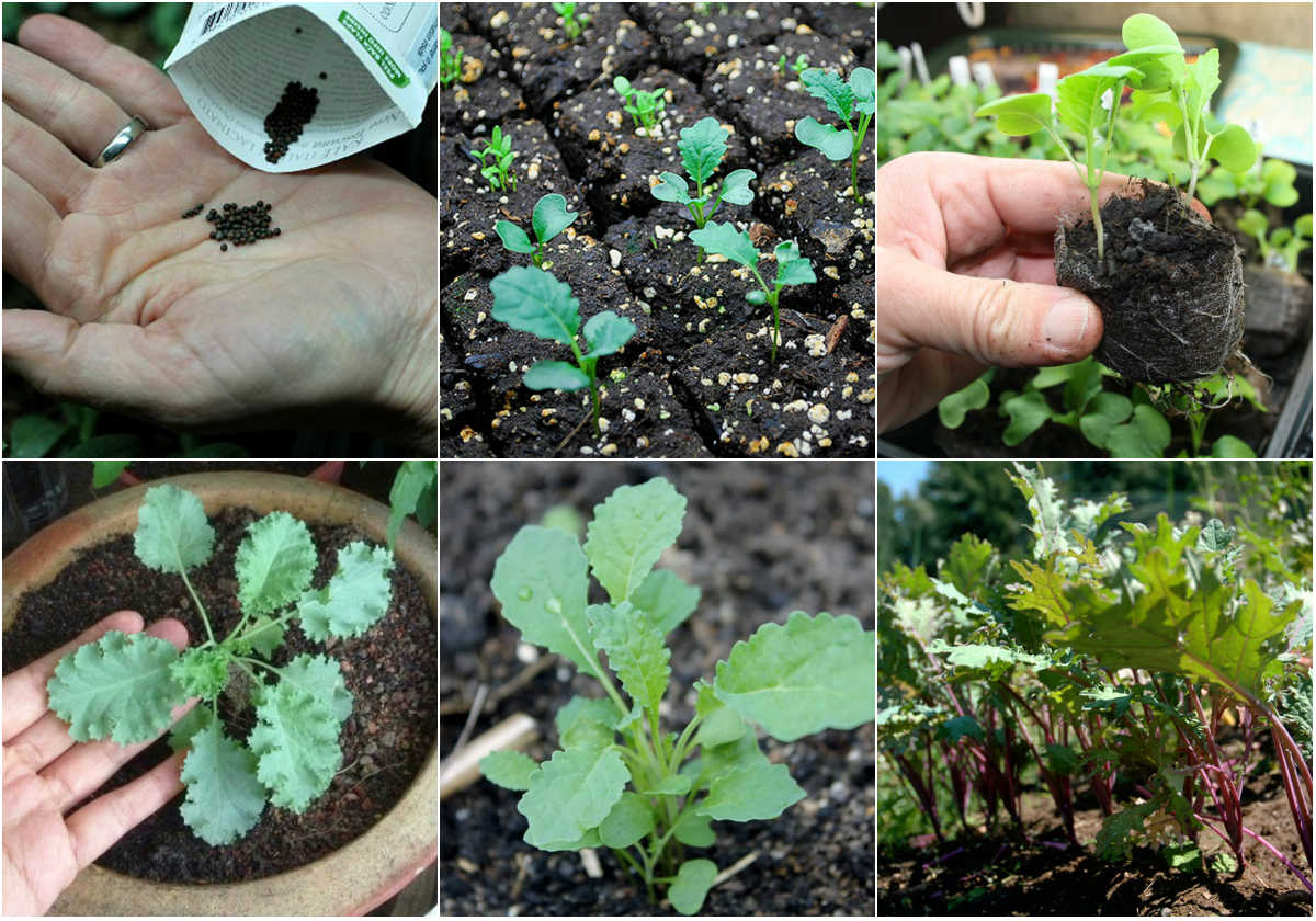 Mách bạn cách trồng cải Kale như chuyên gia