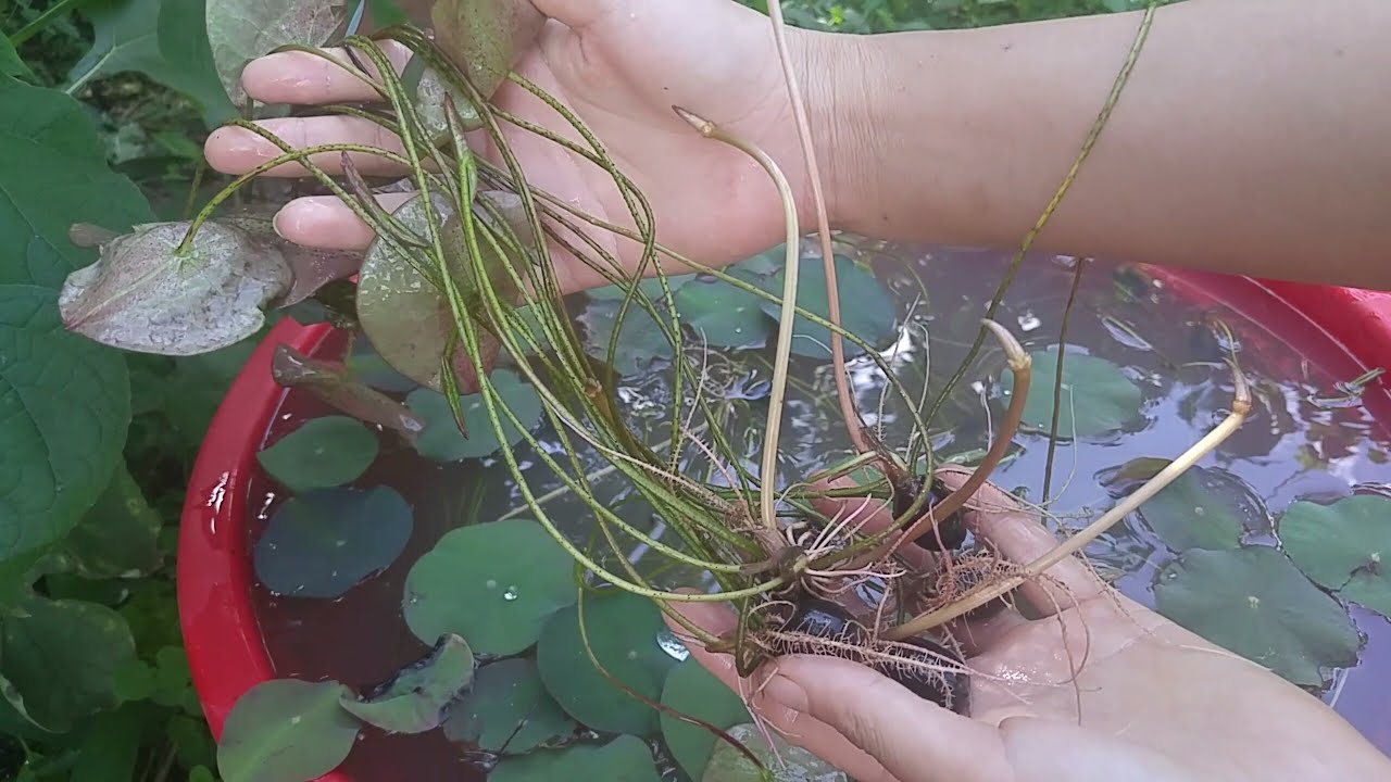 Cách trồng sen bằng hạt - sen mini nhật, sen hồng Việt Nam| Nấu ăn chay trồng rau làm vườn - YouTube