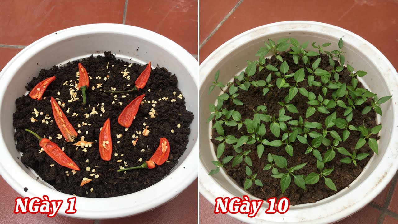 Cách trồng ớt từ hạt tại nhà sai trĩu quả 