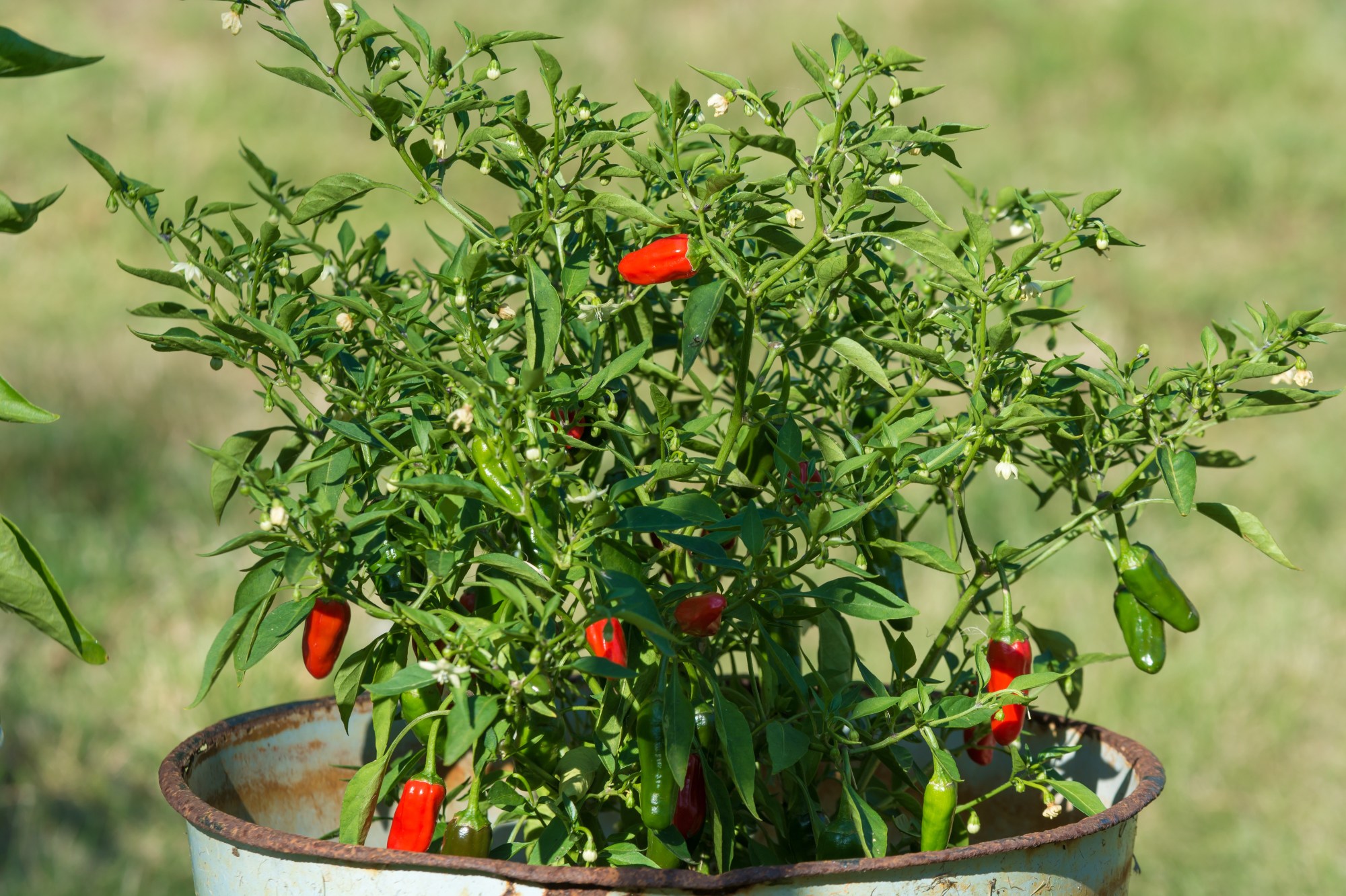 Kỹ thuật trồng cây ớt con