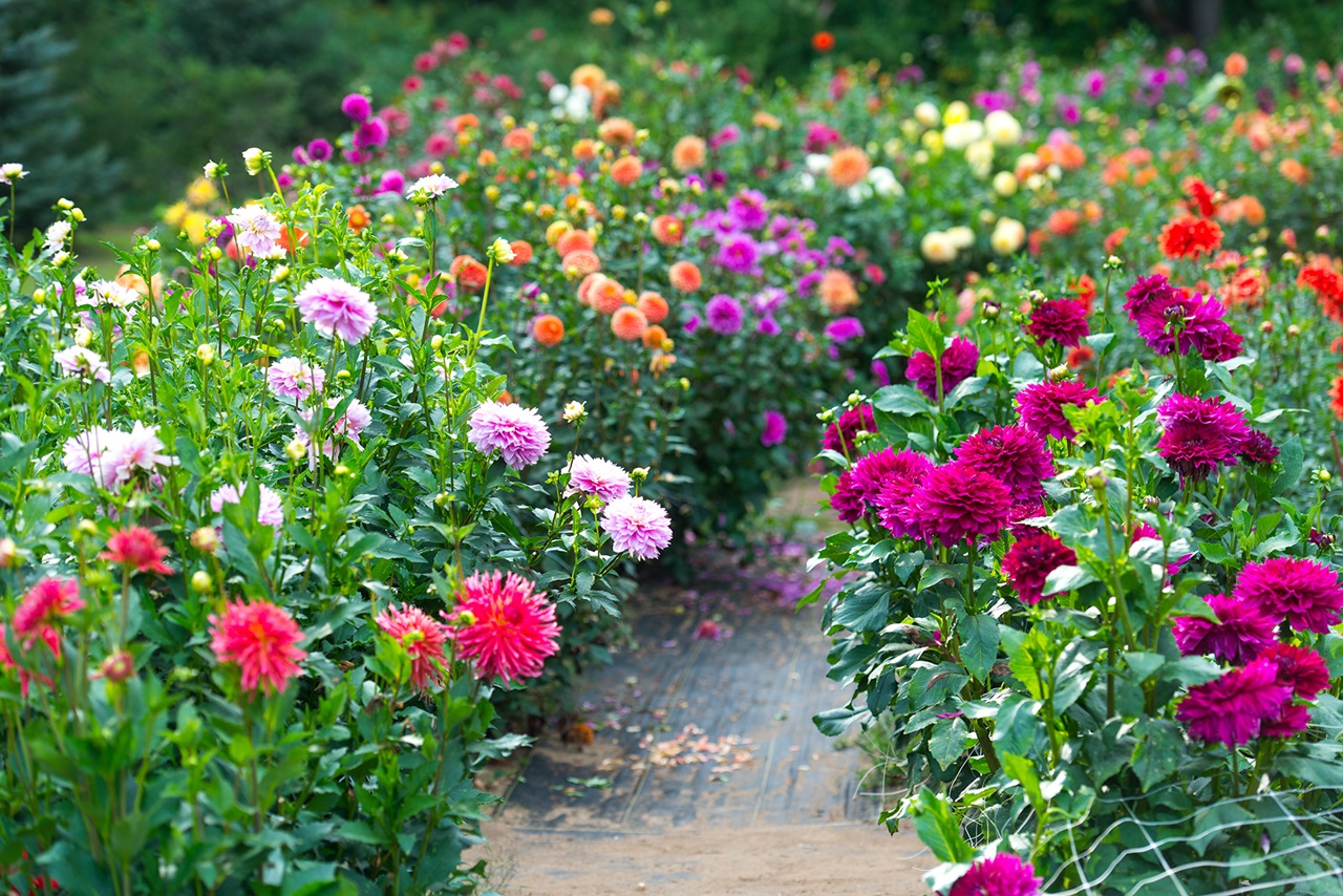 Cách trồng vào chăm sóc hoa thược dược ra hoa đẹp